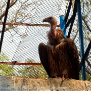 Bangladesh Natinal Zoo_13